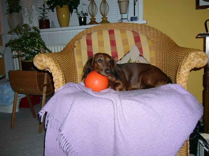 Gravhund Mini - elsker min bold billede 18