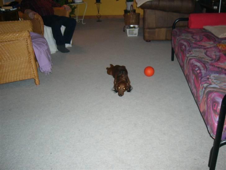 Gravhund Mini - jeg er en lille bitte frø billede 19