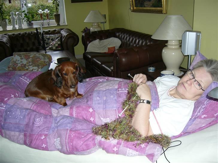 Gravhund Mini - her vogter jeg min mor billede 20