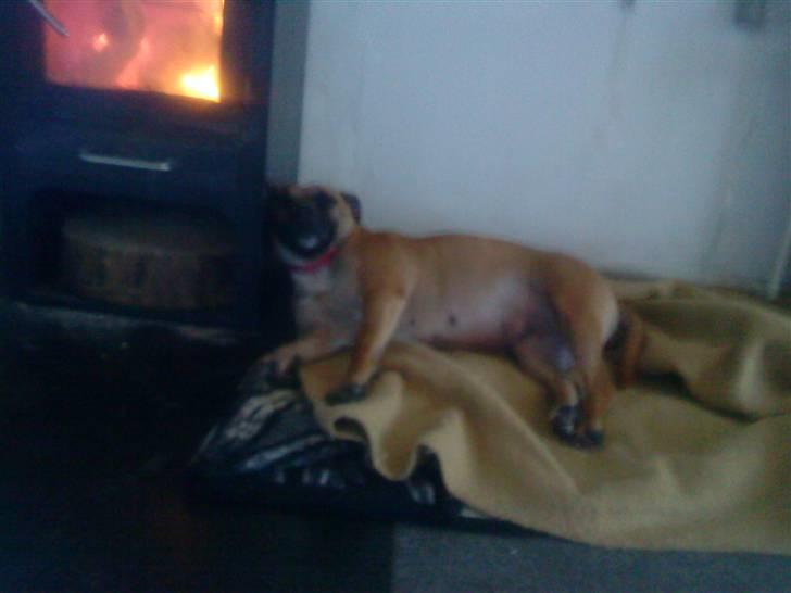 Blanding af racer Trille. - Man skulle tro næsten tro at den ikk blev varm sådan en brændeovn. .  billede 9