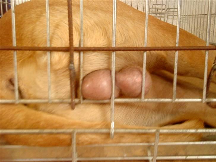 Blanding af racer Felix. .  - Så gælder det om at ligge helt stille nu Felix :-D billede 20