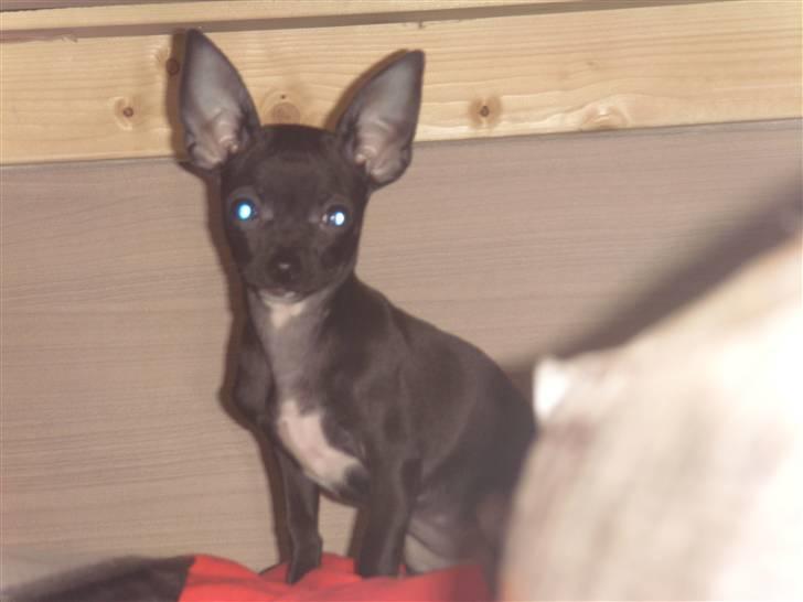 Chihuahua ***-Britney-*** billede 4