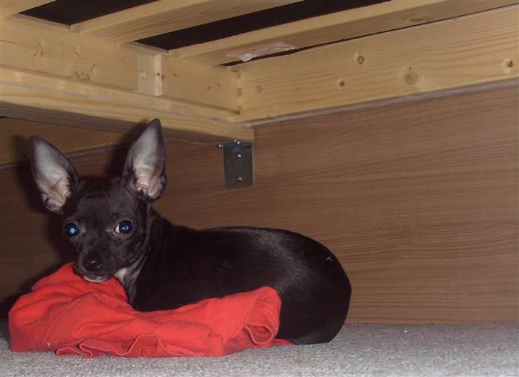 Chihuahua ***-Britney-*** billede 5