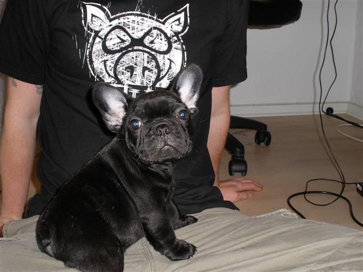 Fransk bulldog Dalvorre's B. Lumiére billede 2