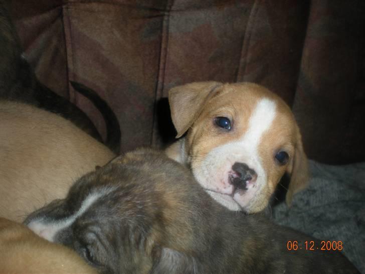 Blanding af racer PACO - Åha billede 4