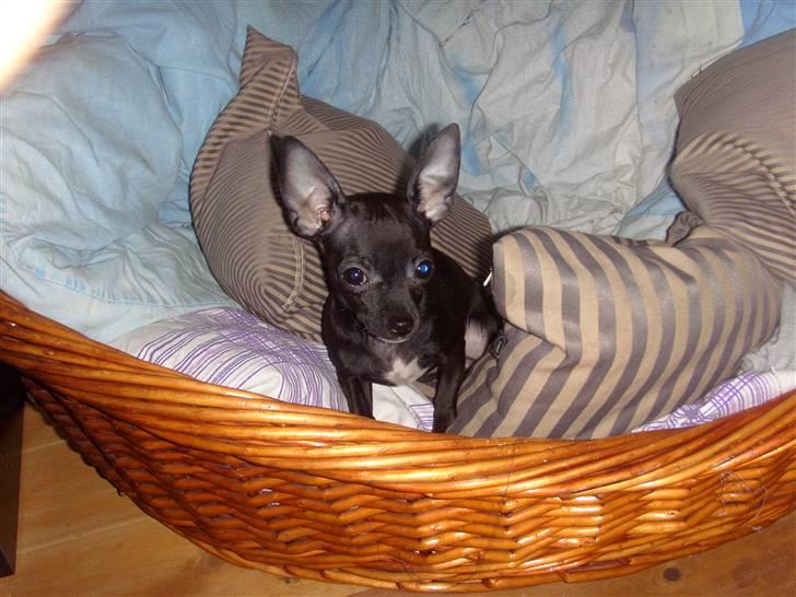 Chihuahua ***-Britney-*** billede 6