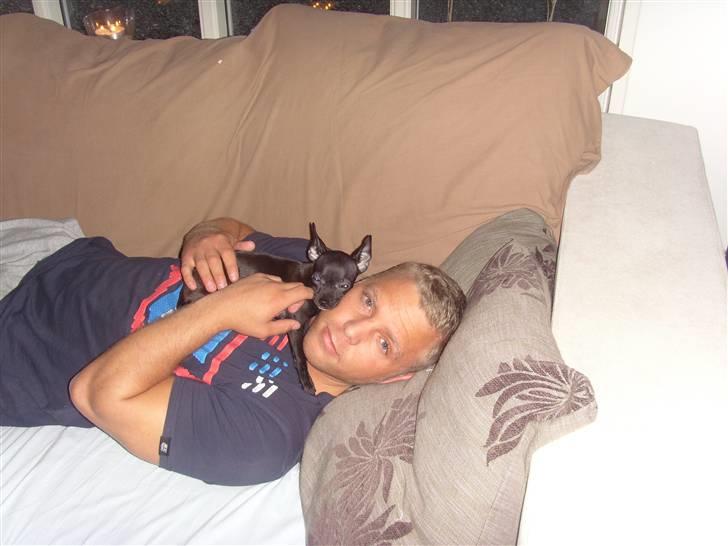 Chihuahua ***-Britney-*** billede 7