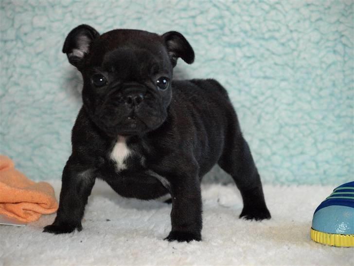 Fransk bulldog Joker face  Convict  billede 1