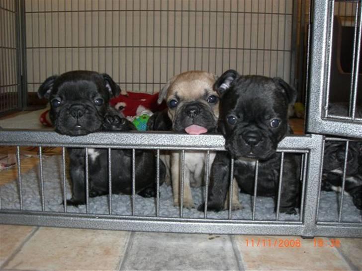 Fransk bulldog Joker face  Convict  billede 2