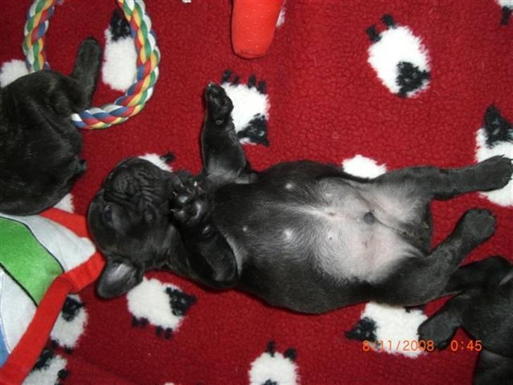 Fransk bulldog Joker face  Convict  billede 3