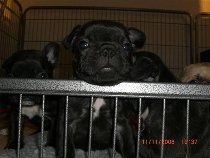 Fransk bulldog Joker face  Convict  billede 4