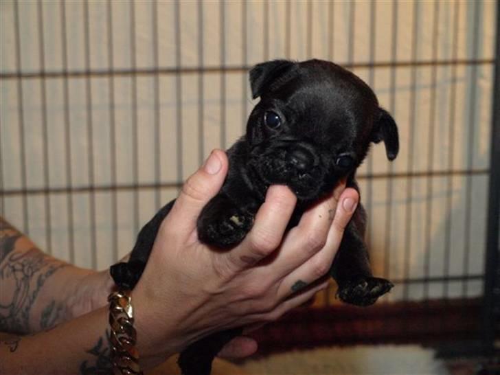 Fransk bulldog Joker face  Convict  billede 5