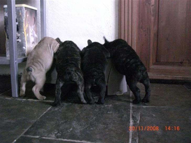 Fransk bulldog Joker face  Convict  billede 6