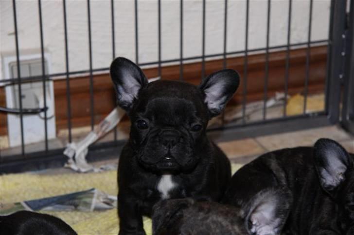 Fransk bulldog Joker face  Convict  billede 7