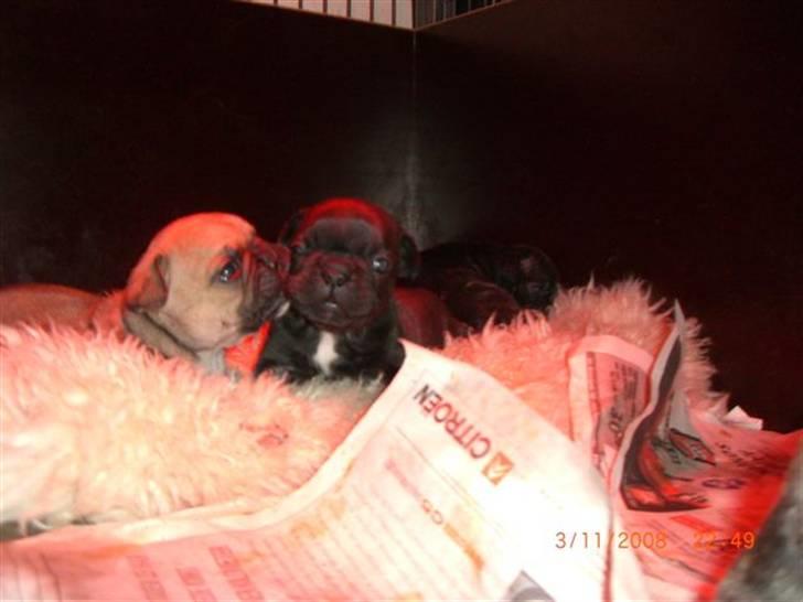 Fransk bulldog Joker face  Convict  billede 8