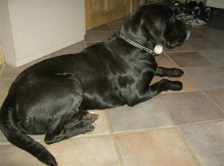 Blanding af racer Niki billede 11