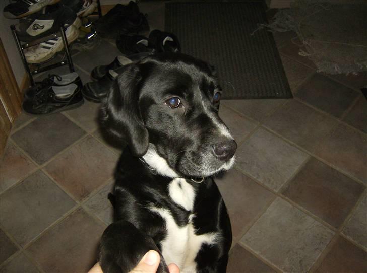 Blanding af racer Niki billede 12