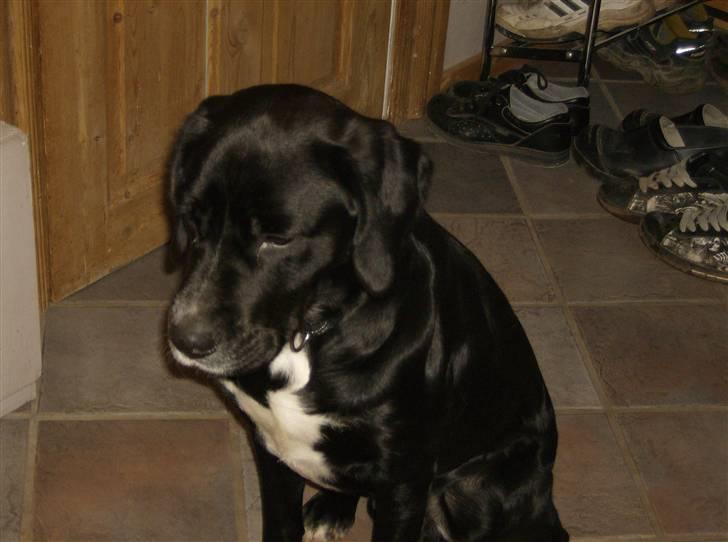 Blanding af racer Niki billede 13