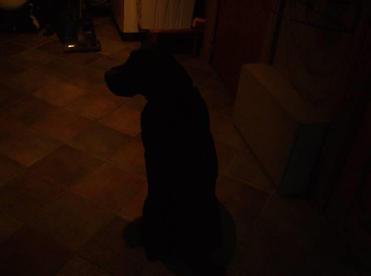 Blanding af racer Niki billede 14