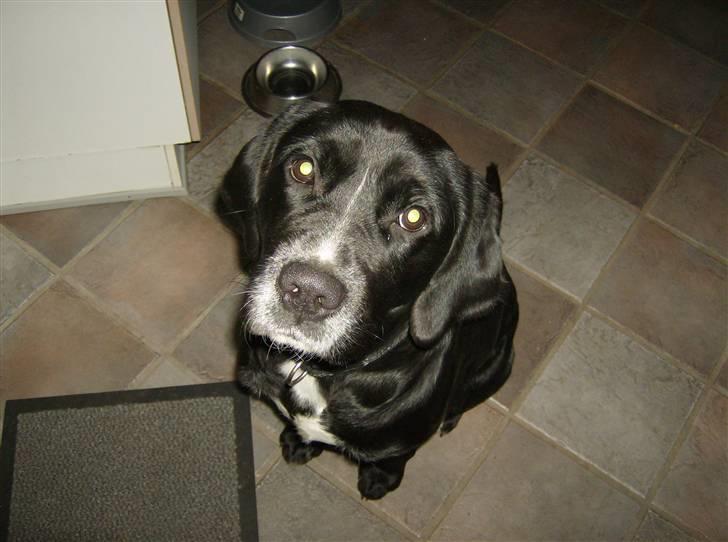 Blanding af racer Niki billede 15