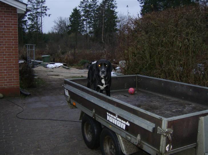 Blanding af racer Niki billede 16