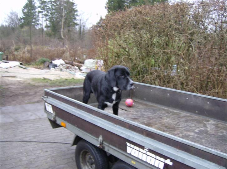 Blanding af racer Niki billede 17