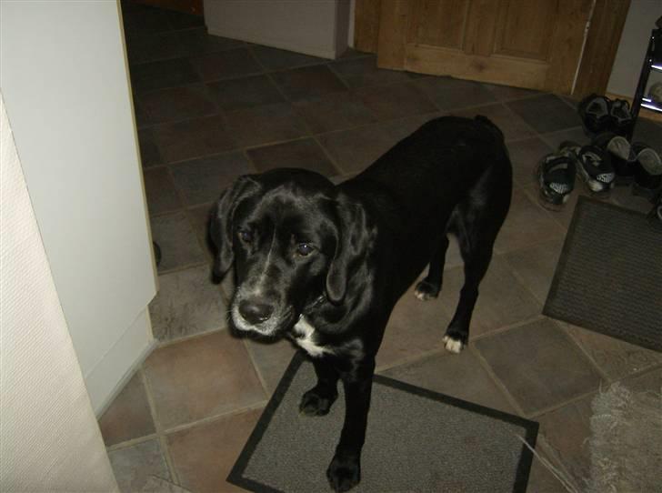 Blanding af racer Niki billede 18