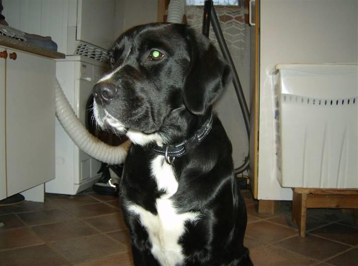 Blanding af racer Niki billede 19