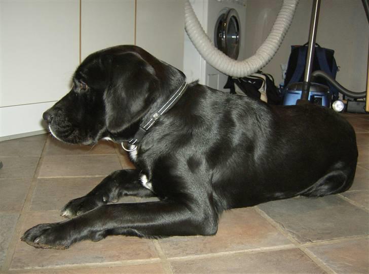 Blanding af racer Niki billede 20