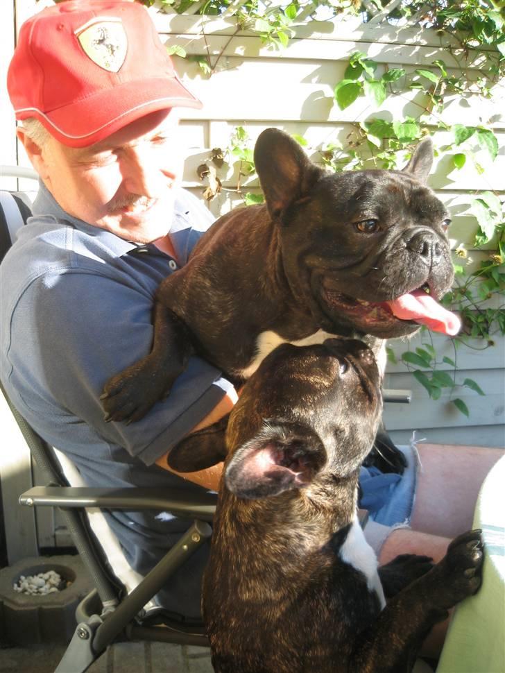 Fransk bulldog Robert2 - 3 generationer- min menneskefar - min hundefar & så mig nederst :-) billede 6