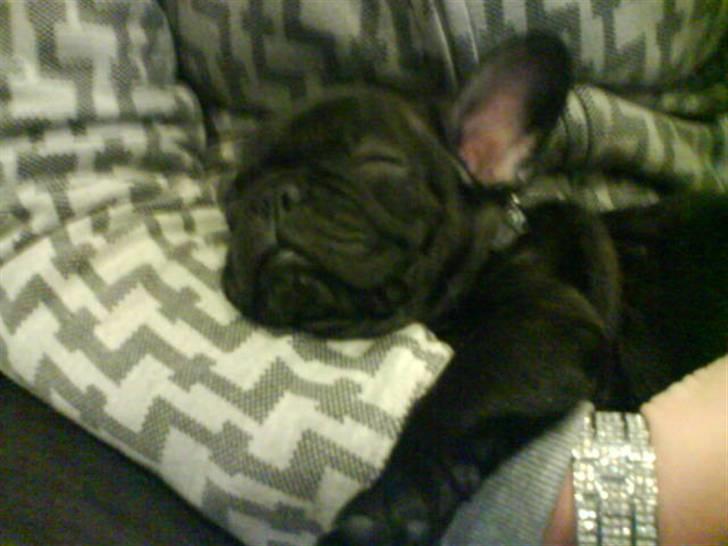 Fransk bulldog Joker face  Convict  billede 9