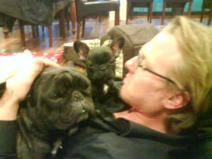 Fransk bulldog Joker face  Convict  billede 10