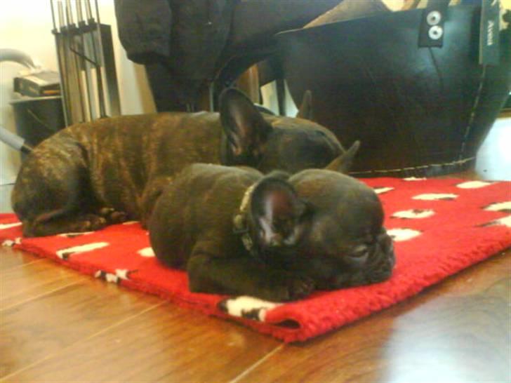 Fransk bulldog Joker face  Convict  billede 11