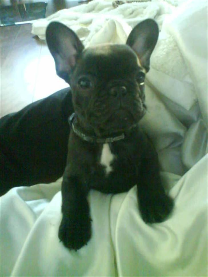 Fransk bulldog Joker face  Convict  billede 12