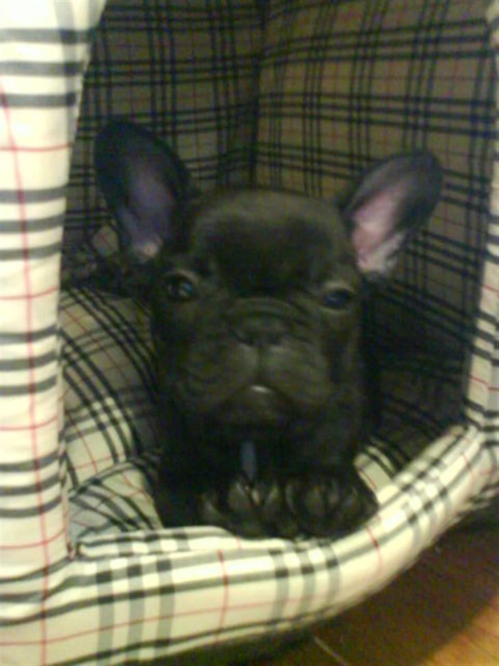 Fransk bulldog Joker face  Convict  billede 13