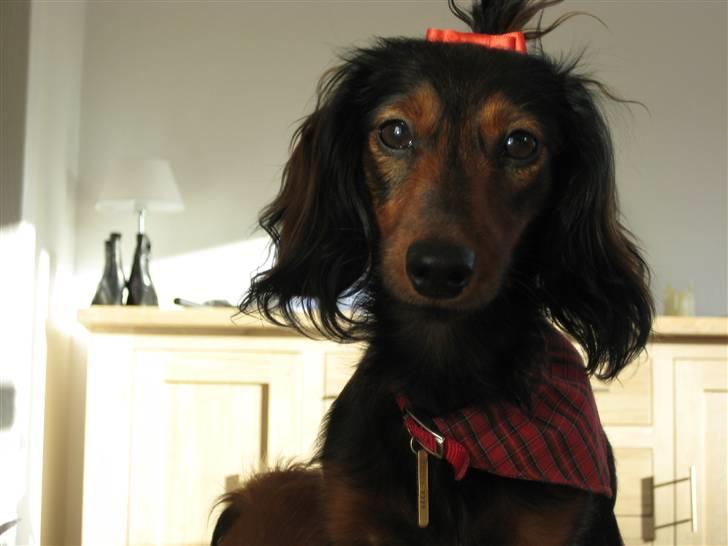 Dværggravhund Freja - Det nyeste billed.. er hun ikke yndig?? billede 1