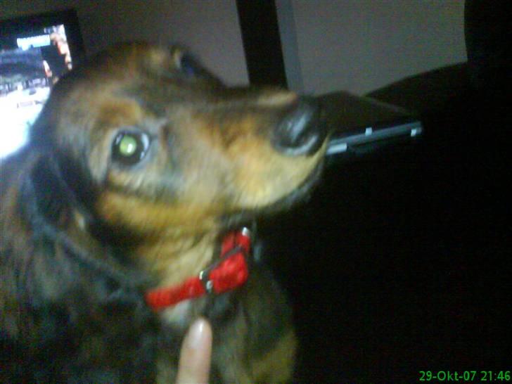 Dværggravhund Freja - Så sød billede 2