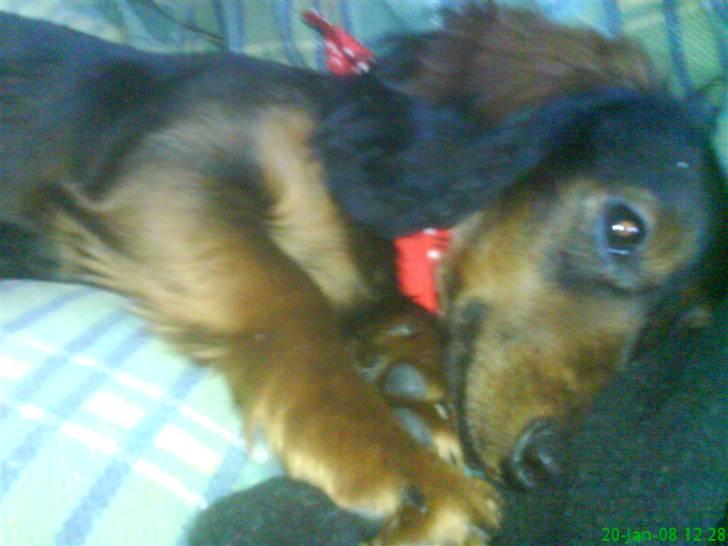 Dværggravhund Freja billede 3