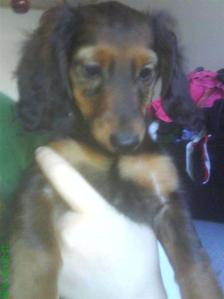 Dværggravhund Freja - Det nyeste:D billede 4