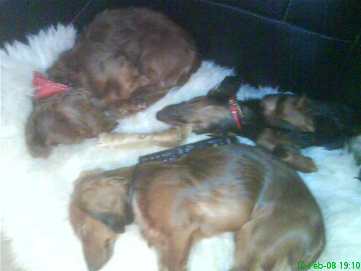 Dværggravhund Freja - Her putter Oscar, Sofie og Freja.. billede 5