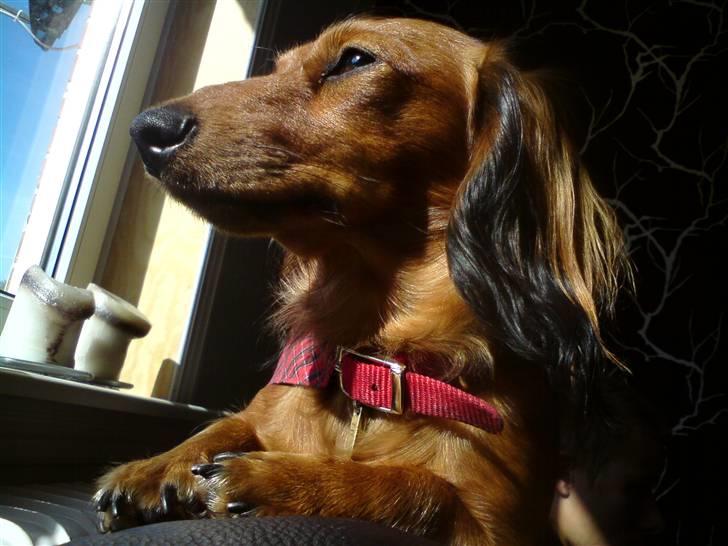 Dværggravhund Sofie - Dejligt med noget sol.. (hendes farver kommer rigtig i spil når solen er på hende) billede 8