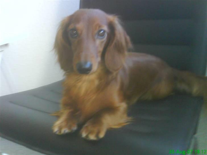 Dværggravhund Oscar billede 20