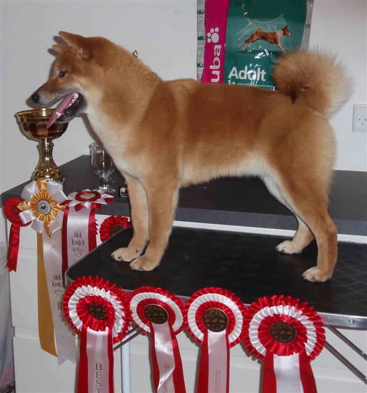 Shiba Niiki - Niiki BEST IN SHOW på SPK i Nyborg billede 16