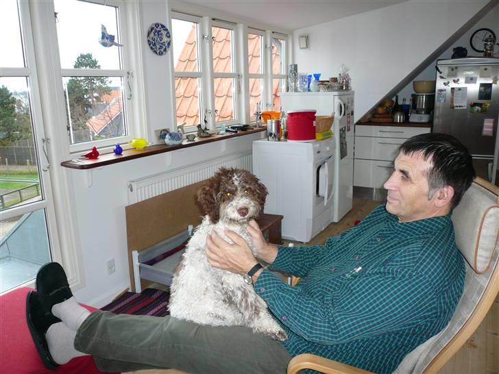 Lagotto romagnolo Mumi - Mumi i sine nye omgivelser med en af sine gode venner. billede 6