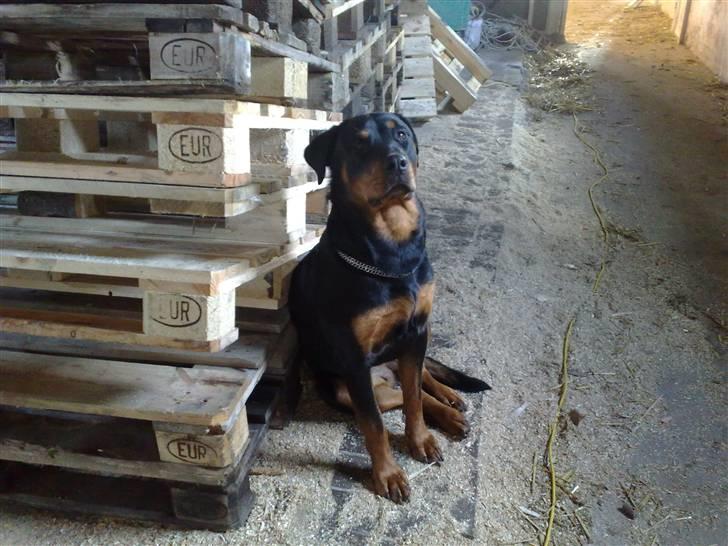 Rottweiler DINA billede 8
