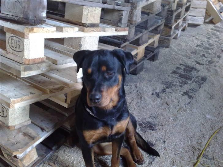 Rottweiler DINA billede 9