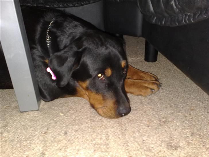 Rottweiler DINA billede 10