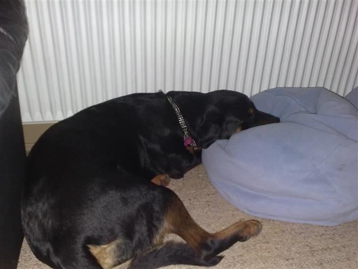 Rottweiler DINA billede 11