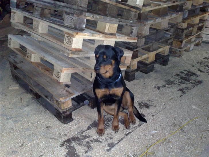 Rottweiler DINA billede 12