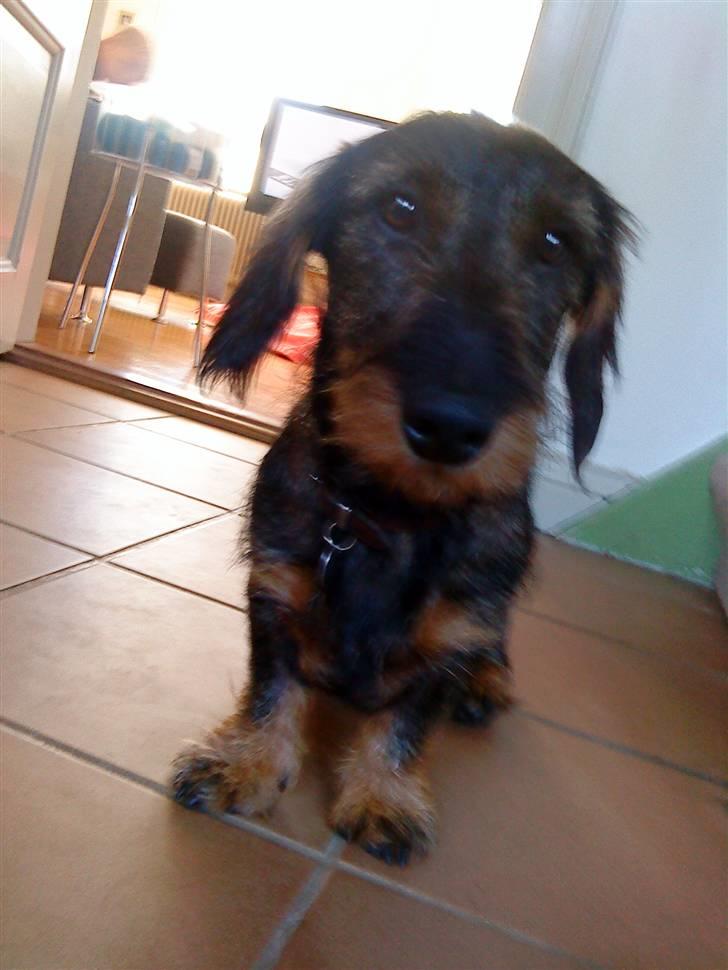 Gravhund Victor billede 9